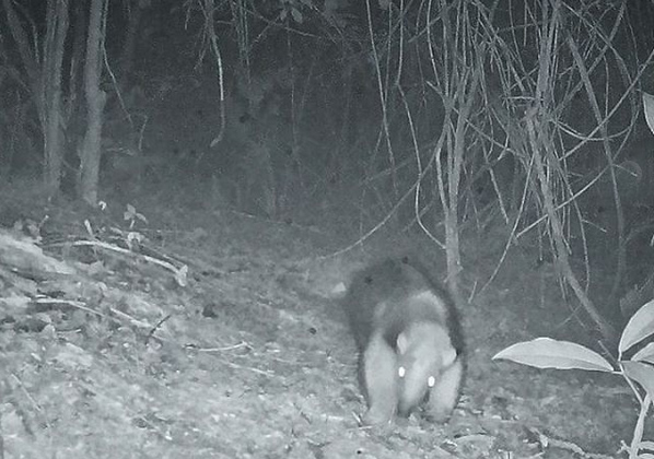 tamandua-mestre